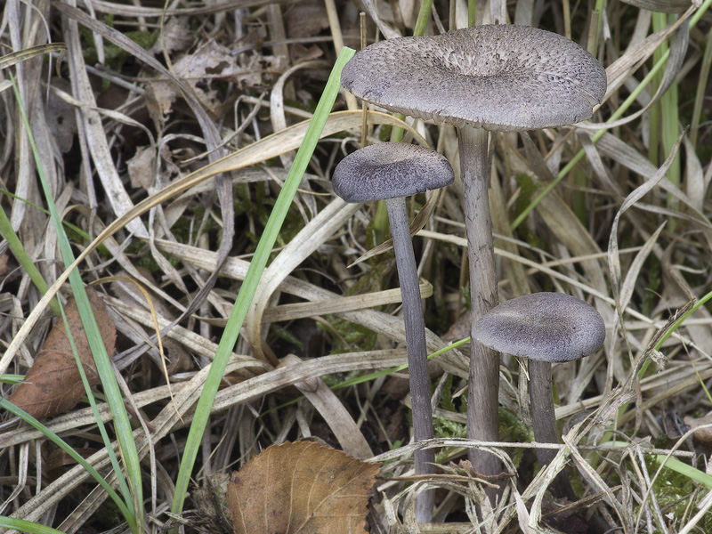 Entoloma mougeotii